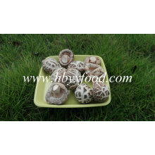 Vente en gros en vrac blanc fleur champignon prix